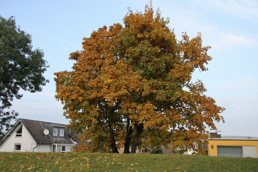 Image 53 of 57  -  243 kB